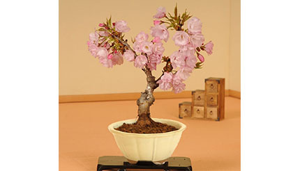 自宅でも“本物”の花見が楽しめる！ おすすめグッズは「桜盆栽」