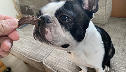 犬が飛びつくのは牛肉 鹿肉 馬肉 犬用ジャーキー選手権 n R