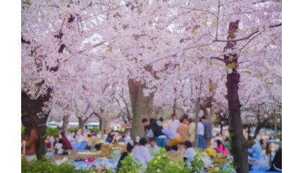 関東でおすすめの「お花見スポット」とは？普段と違う桜を楽しもう